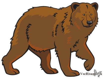 Cum de a desena un urs în creion pas cu pas