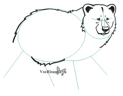 Hogyan kell felhívni a ceruzát medve fázis