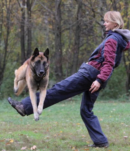 Cum să înveți un câine să sărind peste picior