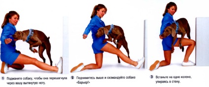 Cum să înveți un câine să sărind peste picior