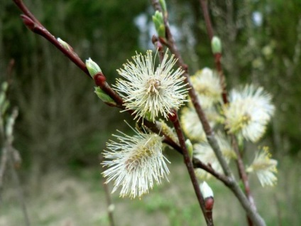 Ca pe Duminica Florilor, nu amestecati ramurile de salcie cu palmierul cistrc