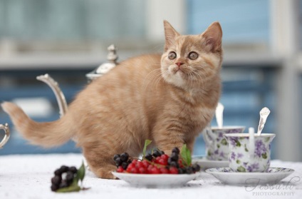 Cum să dezactivați o pisică să sară pe o masă
