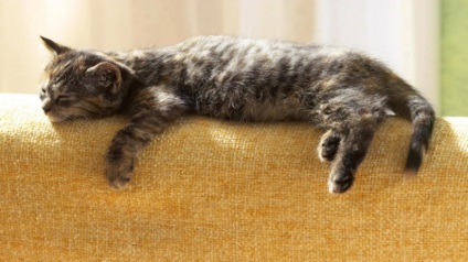 Ce canapea să alegeți dacă pisica este acasă