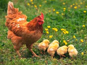 Как да се засадят пилетата за пилета от домашни птици, Казахстан