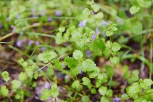 Cum să mergeți corect în pădure sau în pădure - portalul oficial al orașului Ekaterinburg