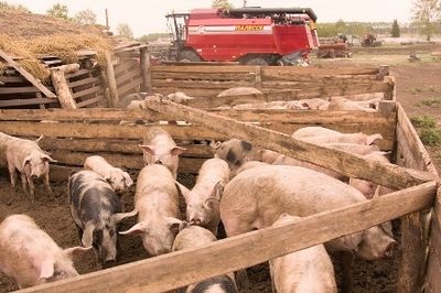 Hogyan táplálja a malacok gyorsan nő