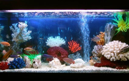 Cum să îngrijești peștii într-un acvariu