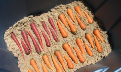 Cum se păstrează corect morcovii și sfecla într-o pivniță de iarnă