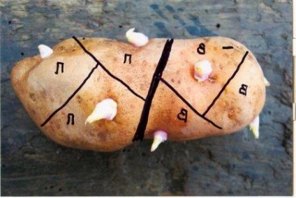 Cum să crească cartofii într-un apartament