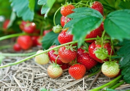 Cum să plantezi căpșunile în luna august, ca să nu-ți faci griji pentru cultură anul viitor - să-ți faci existența
