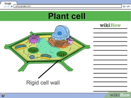 Cum se face un model de celule