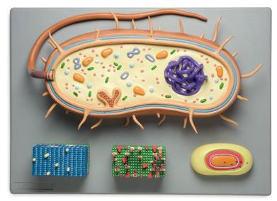 Cum se face un model celular în biologie din plasticină