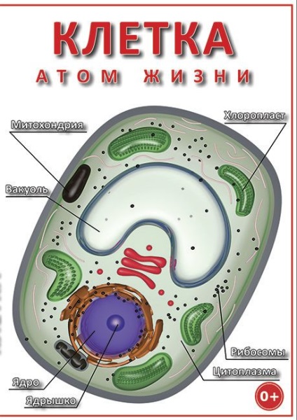 Cum se face un model celular în biologie din plasticină