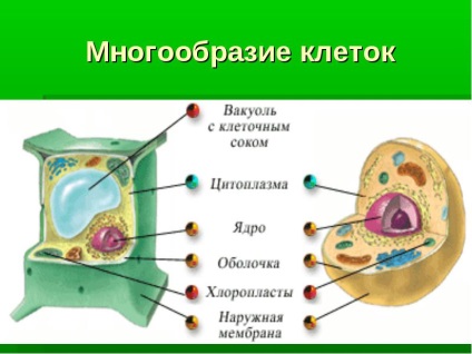 Hogyan készítsünk egy modellt a sejtbiológia gyurmából