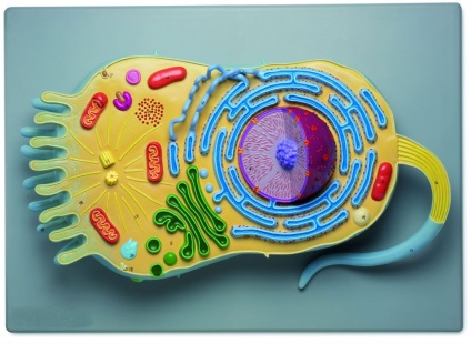 Hogyan készítsünk egy modellt a sejtbiológia gyurmából