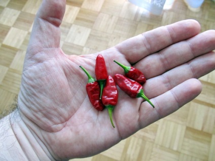 Hogyan lehet eltávolítani az égő érzést származó paprika kezét - Avito