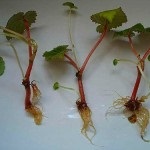 Cum să aibă grijă de begonia, plantarea și reproducerea corespunzătoare