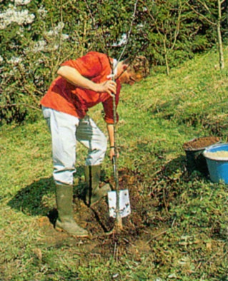 Cum să aibă grijă de copaci după plantare