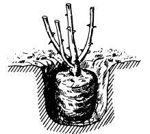 Cum să aibă grijă de rădăcinile trandafirilor