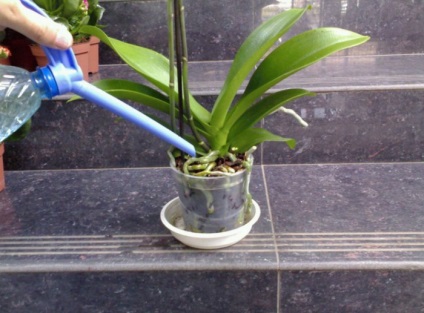 Hogyan törődik orchidea otthon - egyszerű karbantartás