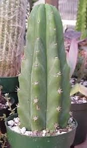 Hogyan növekszik a kaktusz San Pedro ház