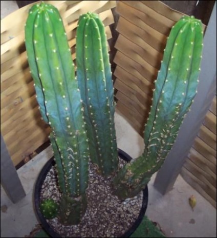 Hogyan növekszik a kaktusz San Pedro ház