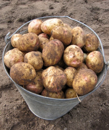 Cum să crească o recoltă bună de cartofi delicioși la cabana