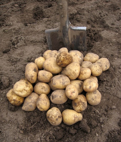 Cum să crească o recoltă bună de cartofi delicioși la cabana