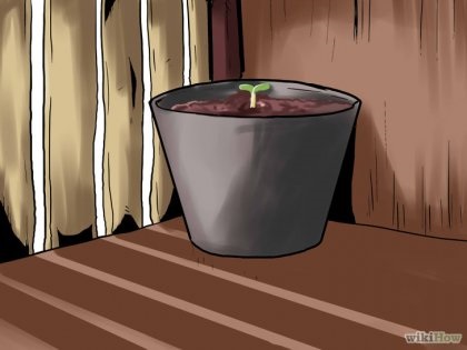 Cum să crească ardeiul jalapeno 1