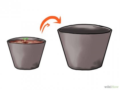 Cum să crească ardeiul jalapeno 1