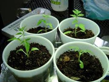 Cum să planteze răsaduri paturile bunicii de tomate