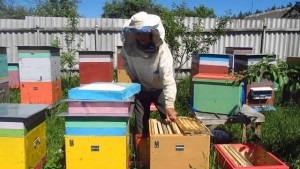 Cum să hrănești albinele în timpul iernii, sfaturi utile pentru fiecare apicultor