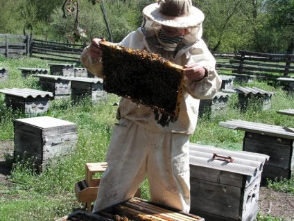 Cum să furați albinele în timpul iernii, sfaturi utile pentru fiecare apicultor