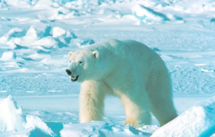 Cum animalele supraviețuiesc în gheață