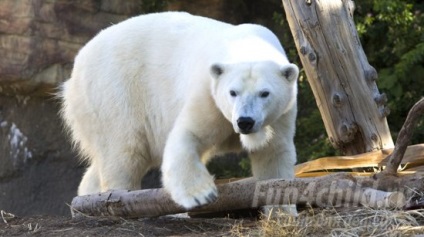 Pe măsură ce animalele au sărbătorit noul an în pădure - o poveste de Anul Nou pentru copiii care învață limba engleză