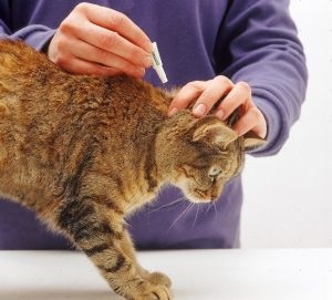 Picături de purice pentru pisici ambele acționează împotriva viermilor, cum să utilizați de la viermi, poate