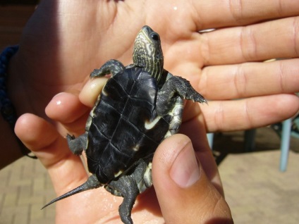 Cascavalul Turtle - animal de companie blindat