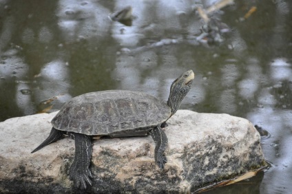 Cascavalul Turtle - animal de companie blindat