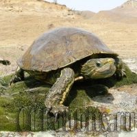 Caspian teknős - szeretjük teknősök