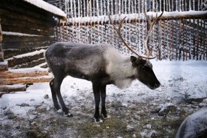 Sanie de câine, canisa Husky din Karelia