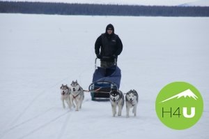 Husky de echitatie in g