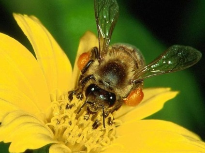 Descrierea rasei albine caucaziana, specii si diferente caracteristice