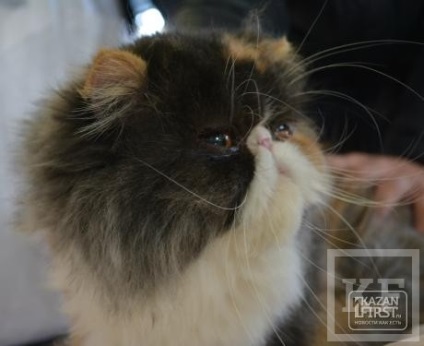 Kazanfirst - Cat megjelenítése megnyílt Naberezhnye Chelny