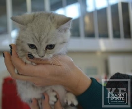 Kazanfirst - Cat megjelenítése megnyílt Naberezhnye Chelny