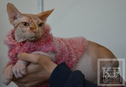 Kazanfirst - Cat megjelenítése megnyílt Naberezhnye Chelny