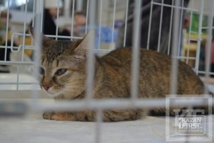 Kazanfirst - spectacol de pisici deschis în ambarcațiuni