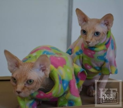 Kazanfirst - spectacol de pisici deschis în ambarcațiuni