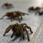 De ce are un vis mare de păianjen negru?