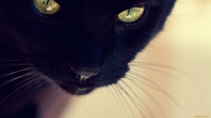 Ce face o pisica neagra?