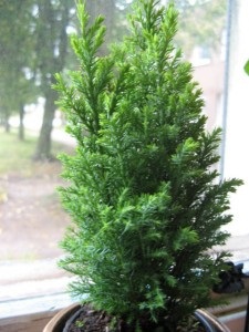 Cypress-evergreen Apollo-conifere